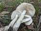 Fehér galóca (Amanita verna), Dél-Pest